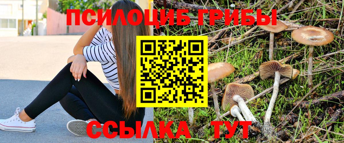 купить закладку  Вход с VPN  Псилоцибиновые грибы мицелий  Зерноград  Псилоцибиновые грибы Psilocybe 